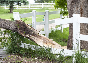 damaged tree wreckage